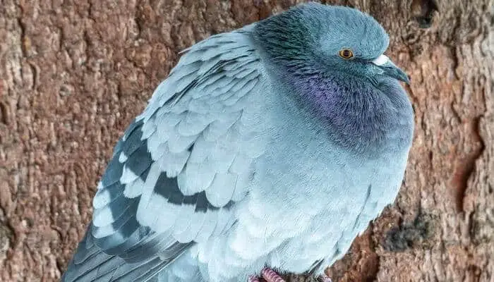 [잡담] 둔둔한 비둘기 안아줄 수 있어? | 인스티즈