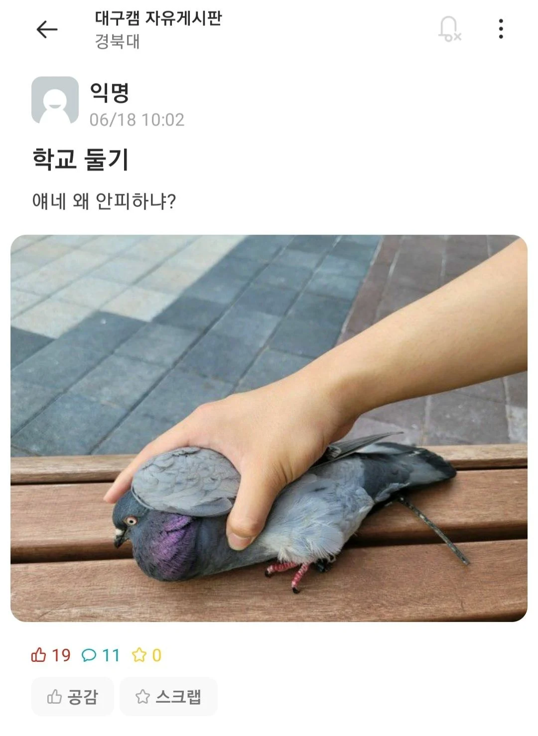 [잡담] 대학교 비둘기들은 사람 안피해? | 인스티즈