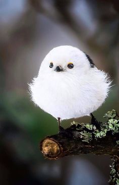 [잡담] 원빈 소신발언 | 인스티즈