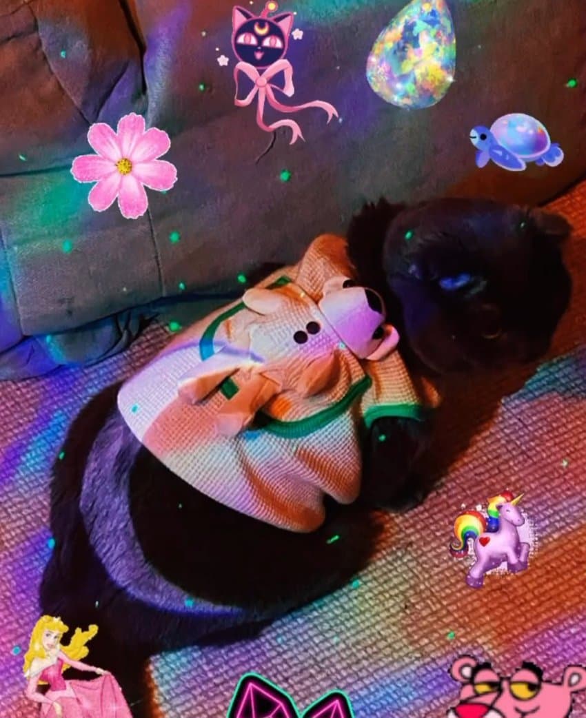 [잡담] 지디 뚱냥이 옷도 나오나봐 | 인스티즈