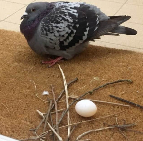 [잡담] 며칠 휴가갔다가 집에 왔는데 비둘기가 이러고 있으면 쫓아낼거야? | 인스티즈