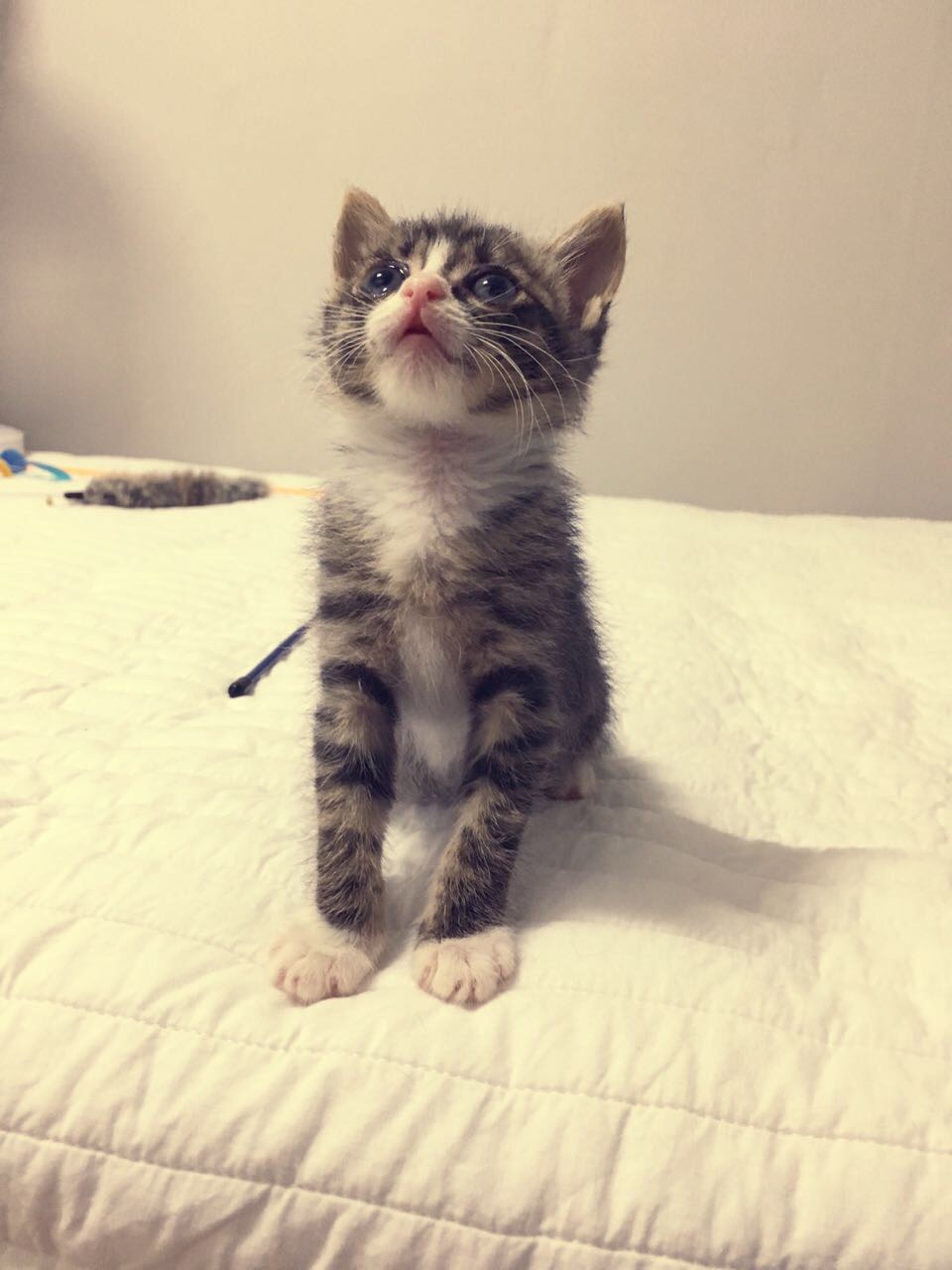 [잡담] 나 울집 고양이 아가때 사진 자랑해도 됨? | 인스티즈