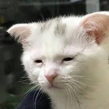 [잡담] 마라탕먹고있는데 시어머니가 너 미쳤냐고 당장 버리라그래서 버렸어 ㅜ 속상해 | 인스티즈
