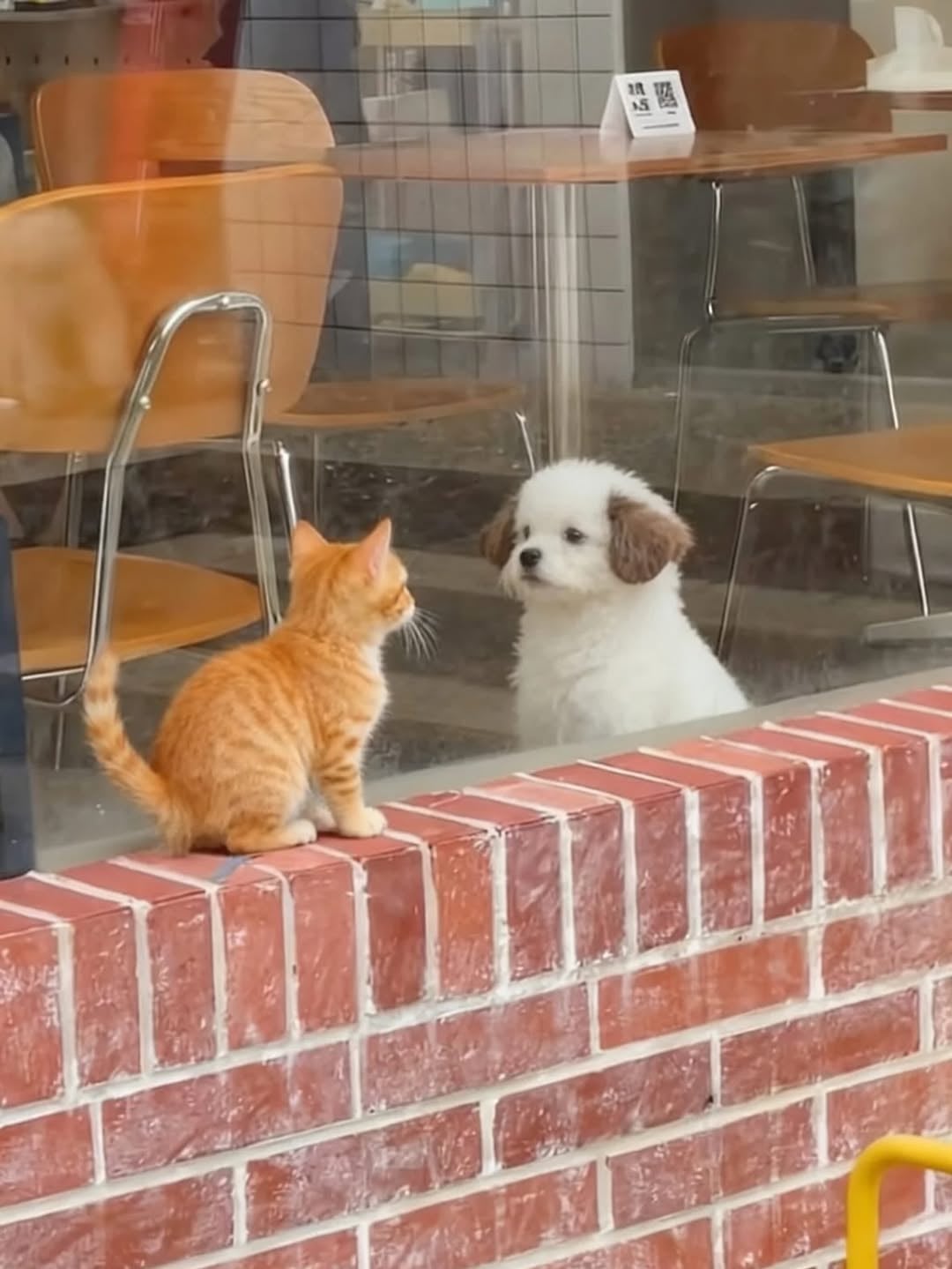 [잡담] 이거 대영이랑 우시같음 | 인스티즈