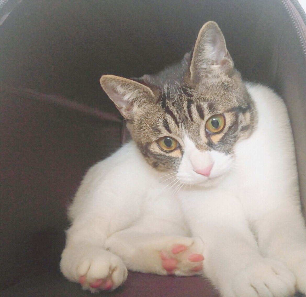 [잡담] 고양이 사진 올리래서 올림 | 인스티즈