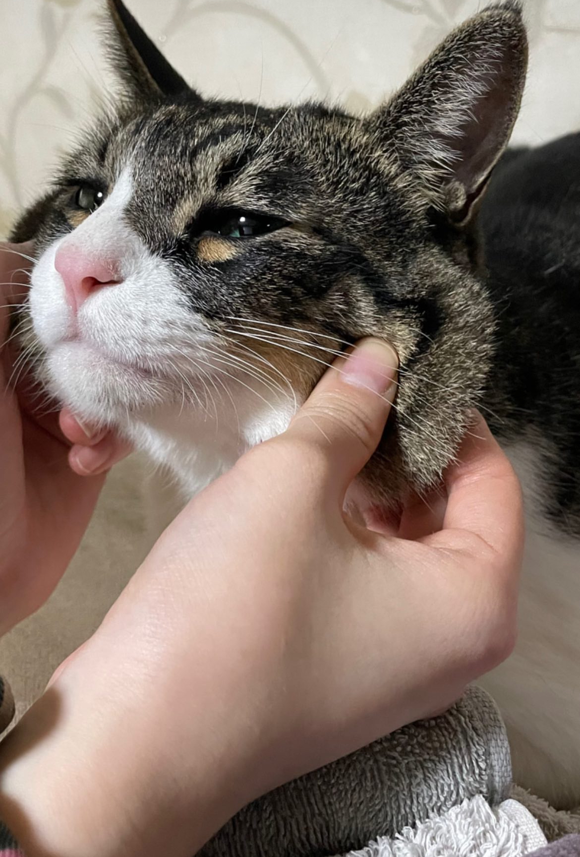 [잡담] 우리집 고양이 나랑 옆에서 자주 자는데 좋은 거 하나 있음 나 에쎔알듣고 자는 편인데 | 인스티즈
