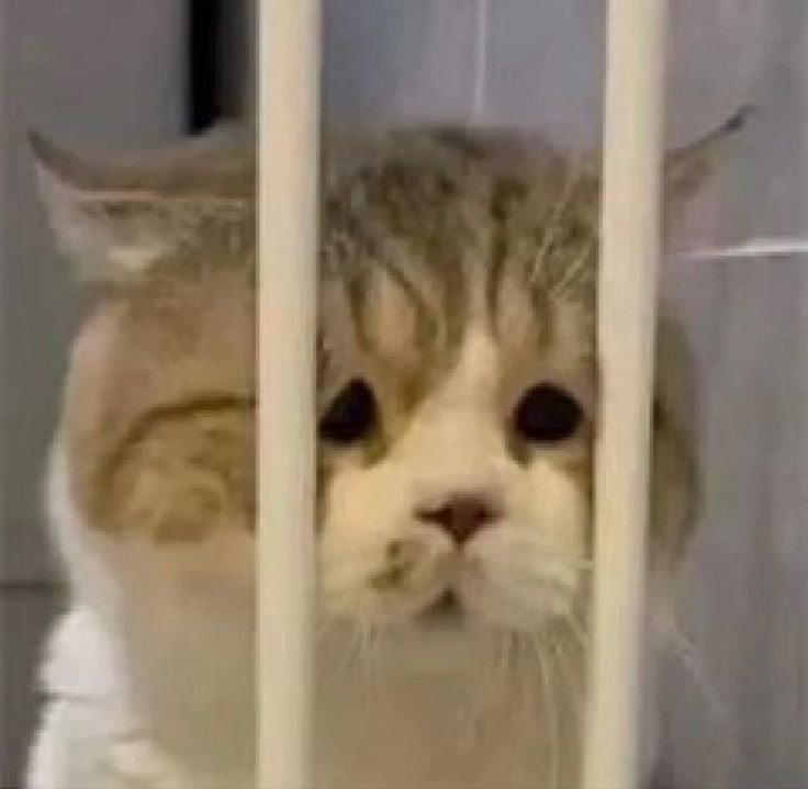 [잡담] 도미니카 이겨라 | 인스티즈