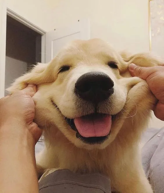 [잡담] 챱츄는 어떤점이 귀여운거같아? | 인스티즈