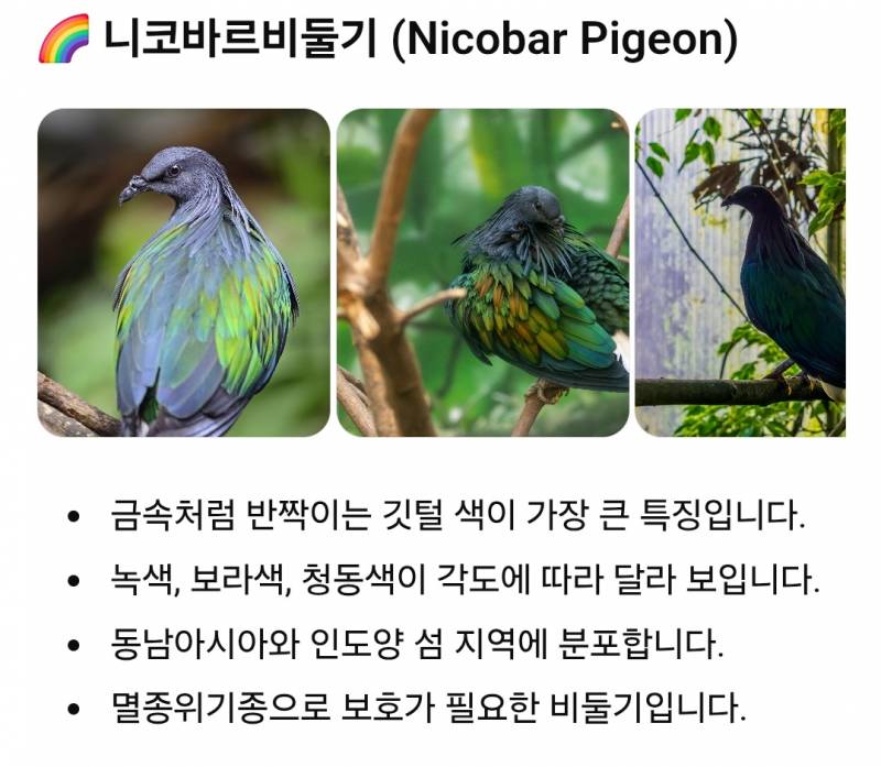 [잡담] 세계의 비둘기들 | 인스티즈