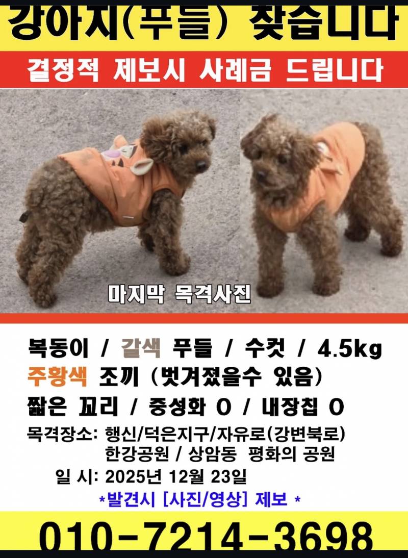 [잡담] 은평구 응암동 주변 사시는 분들 ✨✨✨복동이라는 강아지를 유심히 봐주세요 ‼️‼️‼️ | 인스티즈