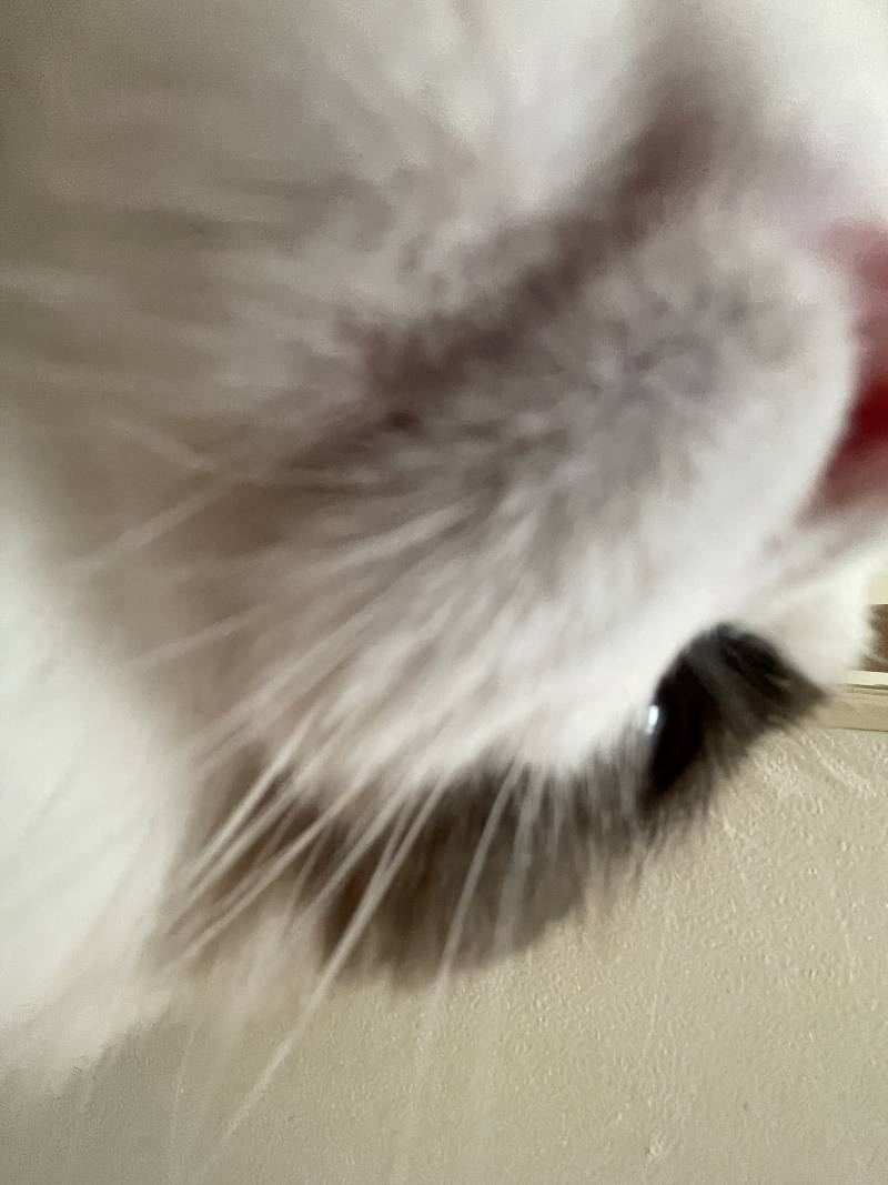 [잡담] 고냠이씨🐈 셀카 찍은거 볼 사람ㅋㅋㅋㅋㅋㅋ | 인스티즈