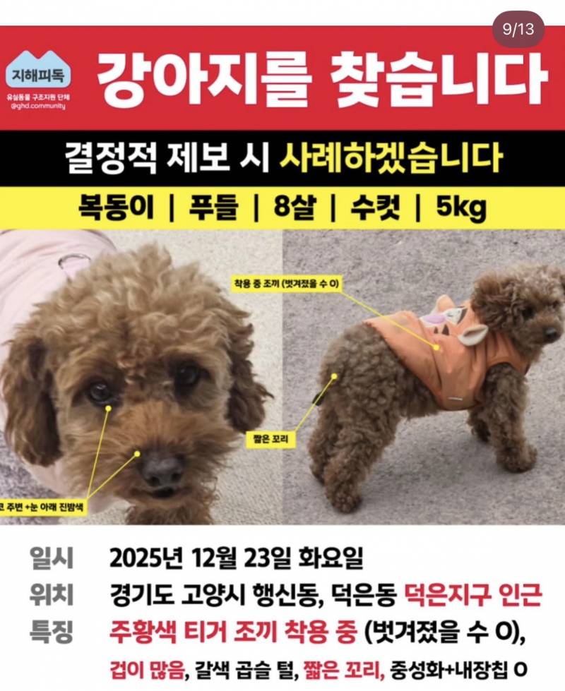 [잡담] 은평구 응암동 주변 사시는 분들 ✨✨✨복동이라는 강아지를 유심히 봐주세요 ‼️‼️‼️ | 인스티즈