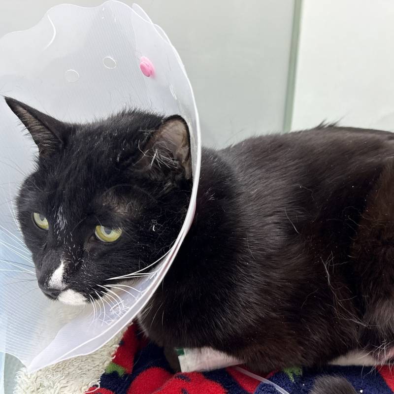 [잡담] 우리 집 고양이 방금 고양이별로 갔다 | 인스티즈