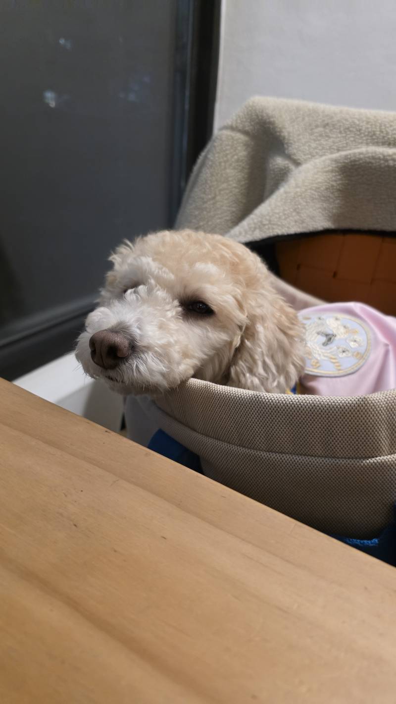 [잡담] 귀여운 울 강쥐 한복 입은 거 봐주라 | 인스티즈