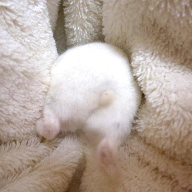 [잡담] 궁뎅이보고 빡침 가라앉히기 | 인스티즈