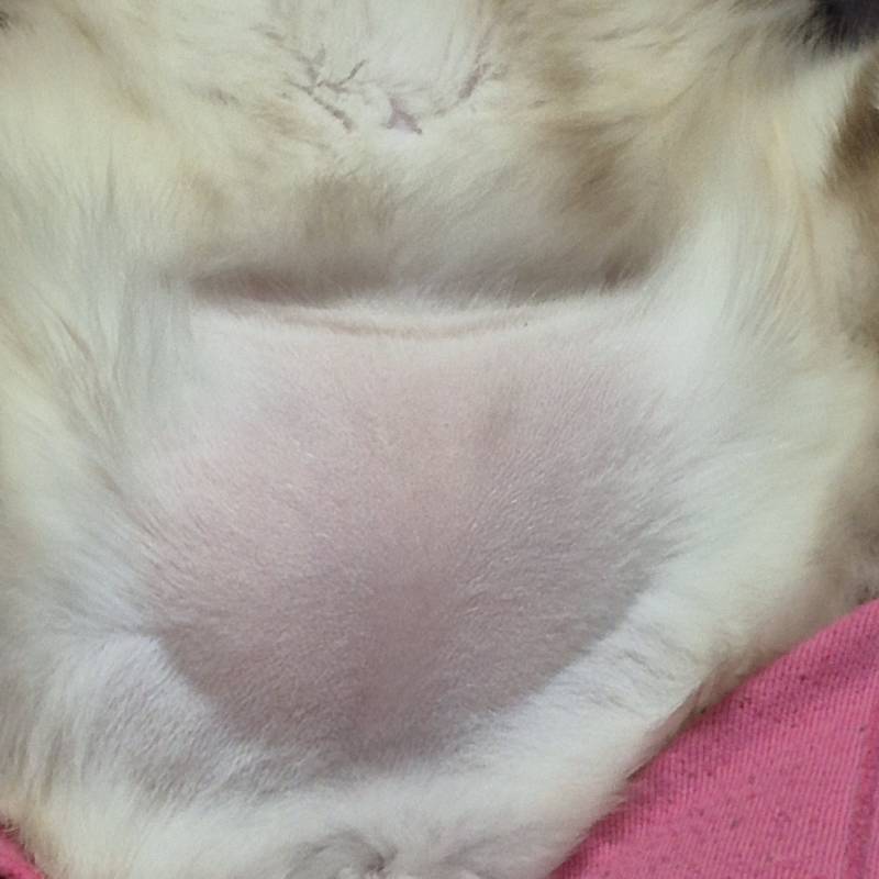 [잡담] 고양이 아랫뱃살 보고 갈 사람!! | 인스티즈