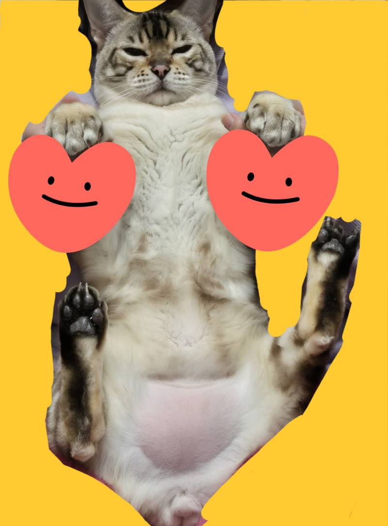 [잡담] 고양이 아랫뱃살 보고 갈 사람!! | 인스티즈