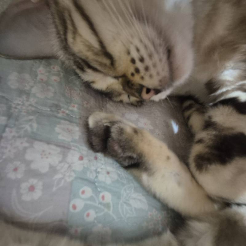 [잡담] 고양이 아랫뱃살 보고 갈 사람!! | 인스티즈