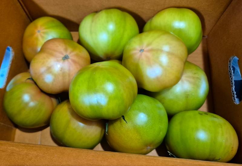 [잡담] 짭짤이 토마토 사왔다 | 인스티즈