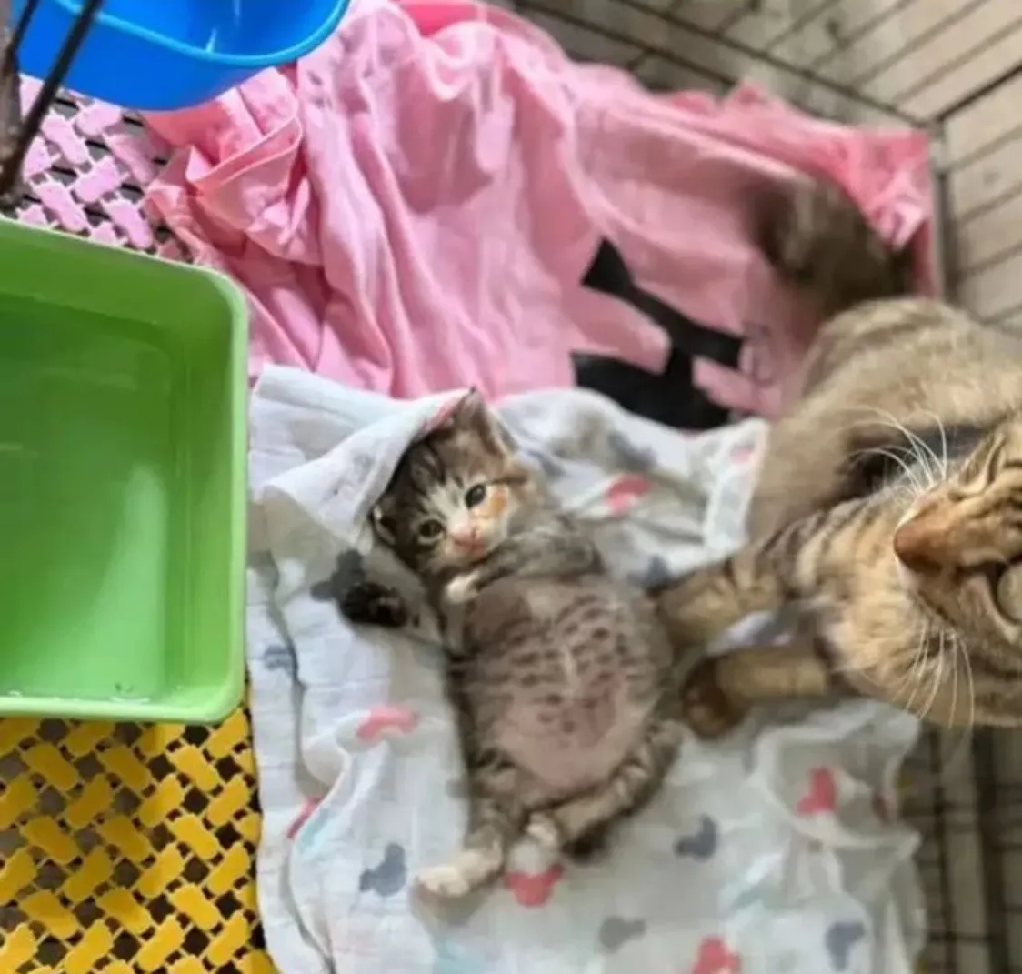 [잡담] 고양이가 외동으로 태어나면 | 인스티즈