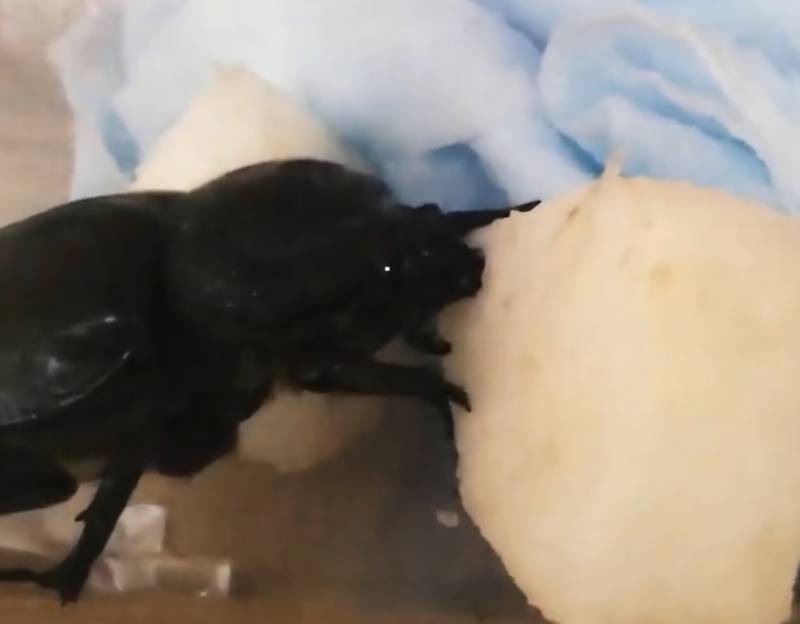 [잡담] 요즘 키우는 벌레녀석 | 인스티즈