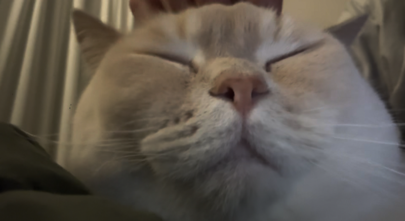 [잡담] 고양이 하품의 법칙 있는거 아니 | 인스티즈