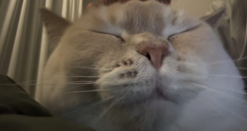 [잡담] 고양이 하품의 법칙 있는거 아니 | 인스티즈