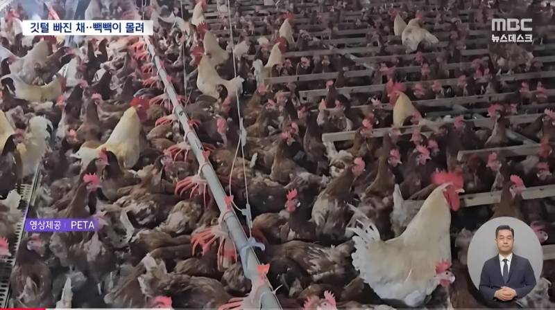 [잡담] 동물복지 계란 사는 익 있어…? | 인스티즈