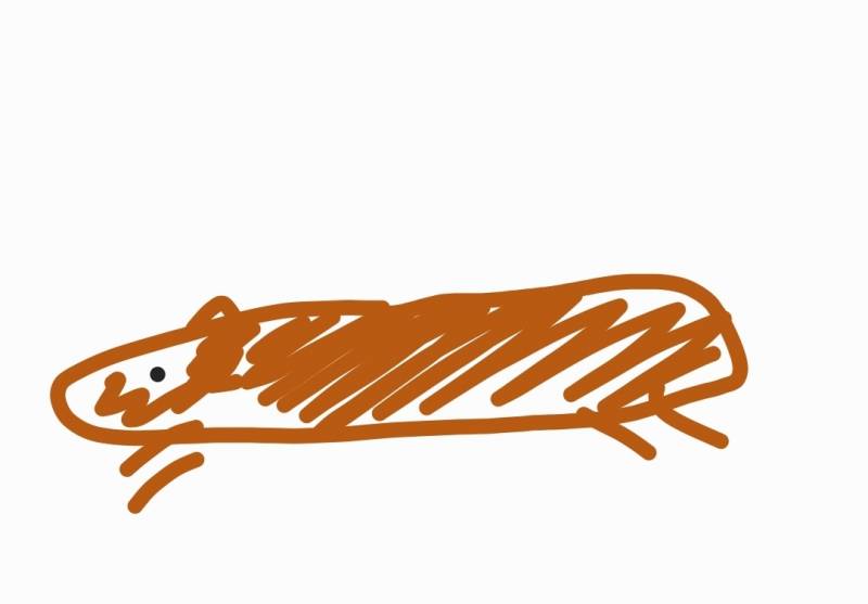 [잡담] 진짜 장난치는거 아니고 이렇게 생긴 동물 알아?? | 인스티즈