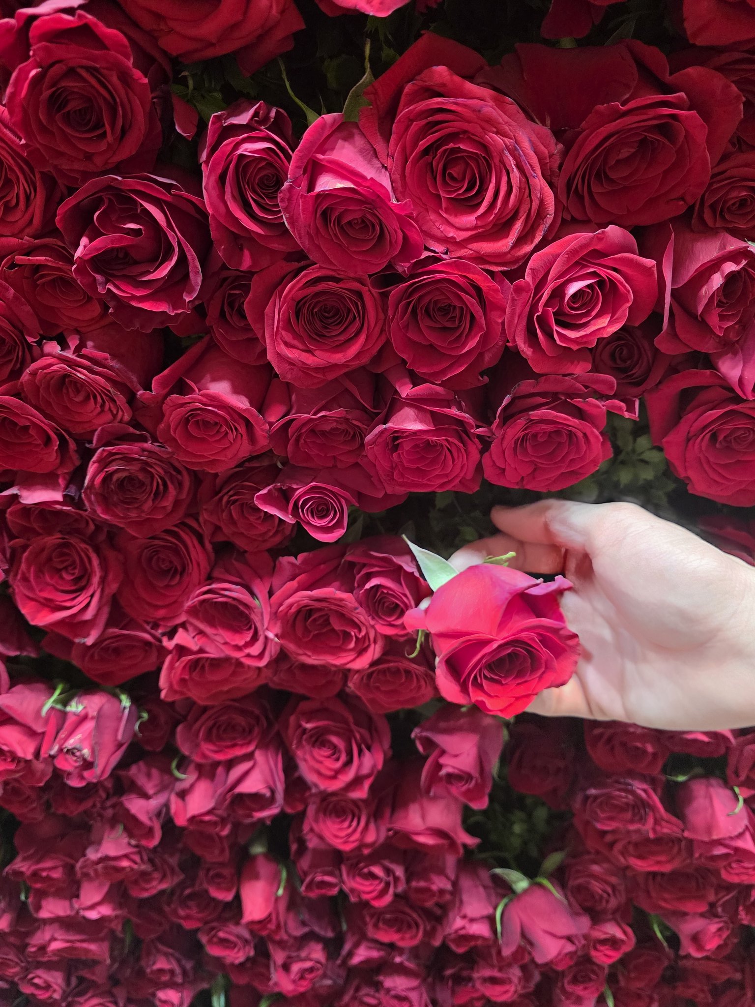 지금 코엑스 가면 받을 수 있는 방탄 장미꽃🌹🌹🌹 | 인스티즈