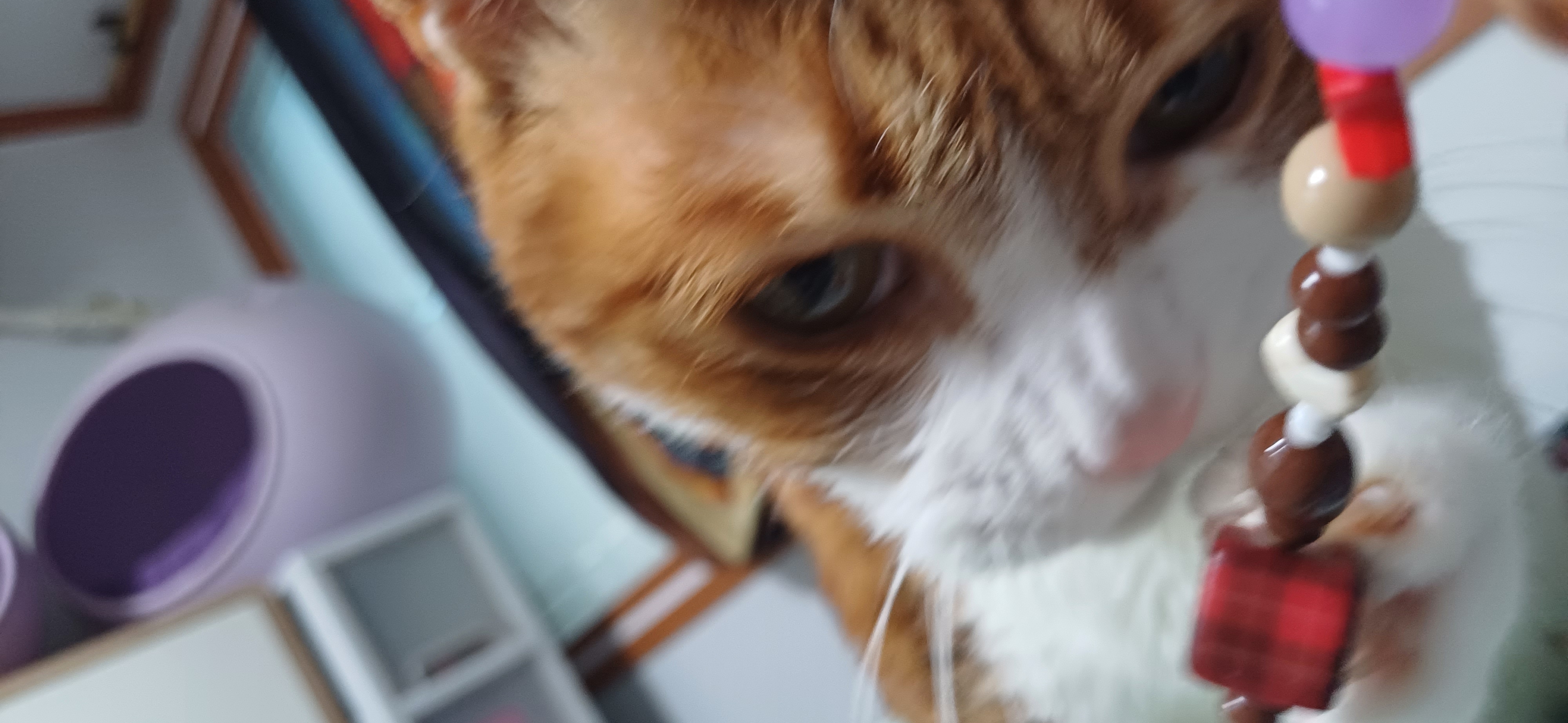 [잡담] 고양이 집사가 스마트폰 비즈스트랩을 달면 안되는 이유.jpg | 인스티즈