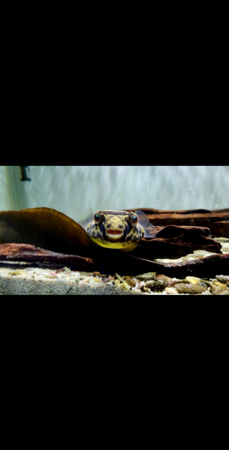 [잡담] 이 물고기 애완용으로 키울거야? | 인스티즈