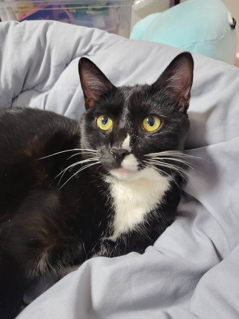 [잡담] 내가 애지중지 키운 내새끼 고양이 오늘 장례치르고왔어 | 인스티즈