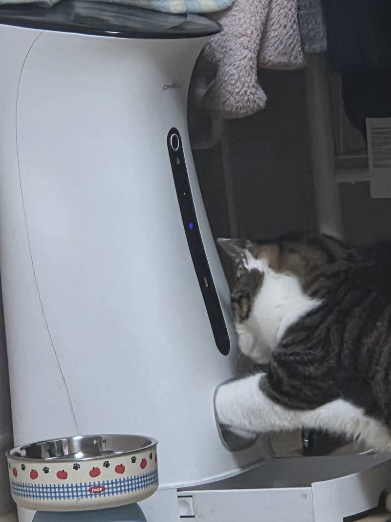 [잡담] 우리집 자율배식 고양이 볼 사람 | 인스티즈