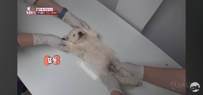 엑스레이 찍는 댕댕이.jpg | 인스티즈