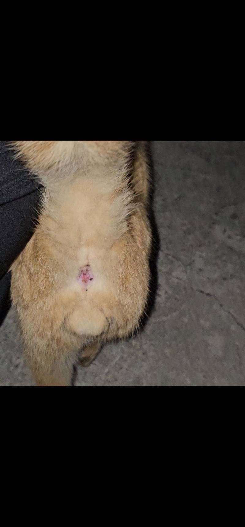 [잡담] 수컷고양이인데 중성화된것같아??? | 인스티즈