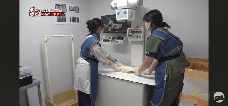 엑스레이 찍는 댕댕이.jpg | 인스티즈