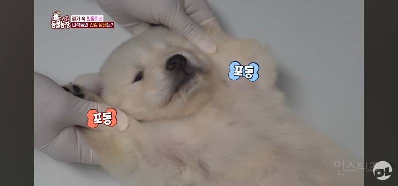 엑스레이 찍는 댕댕이.jpg | 인스티즈