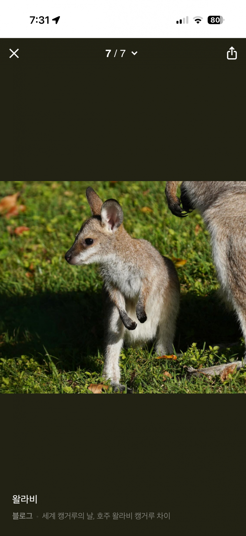 [잡담] 나 왈라비 닮았대,, 왈라비가 뭔지 앎? | 인스티즈