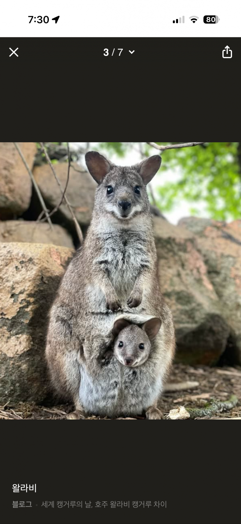 [잡담] 나 왈라비 닮았대,, 왈라비가 뭔지 앎? | 인스티즈