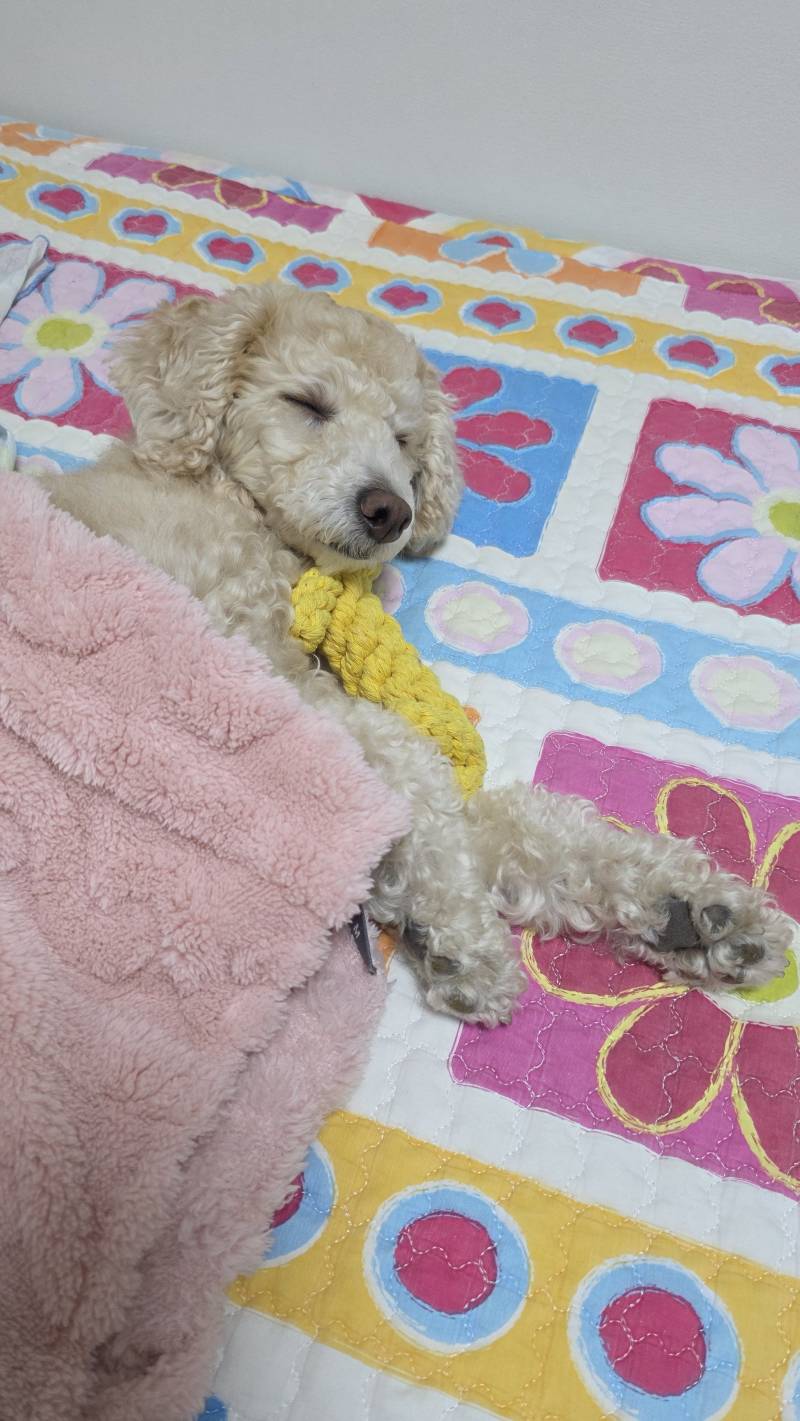 [잡담] 버스 3시간 타고 본가 와서 뻗은 강아지 | 인스티즈