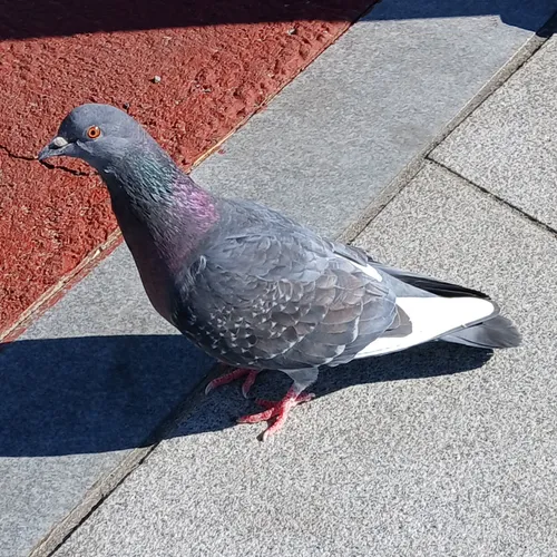 [잡담] 이 새 이름이 뭐야? | 인스티즈