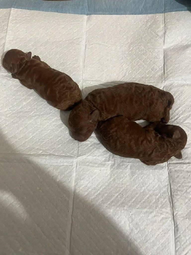 [잡담] 똥 사진 | 인스티즈