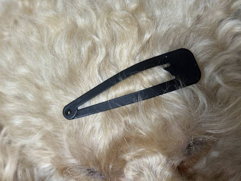 [잡담] 우리집 강아지 충성개인기 못하는 이유 | 인스티즈