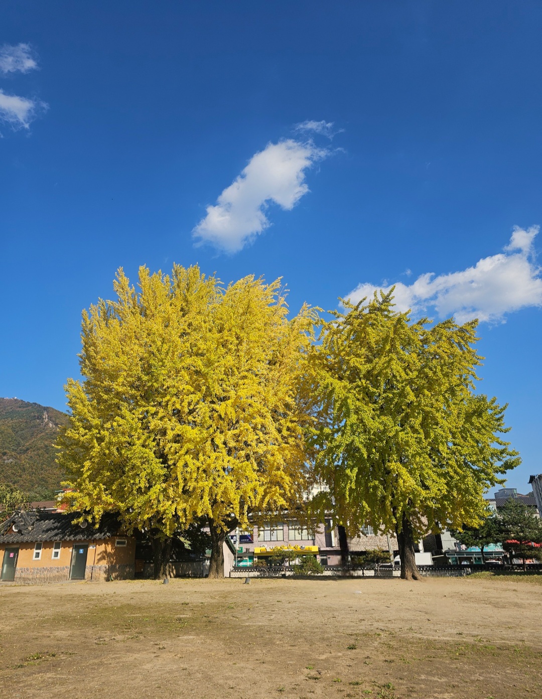 [잡담] 영월 관풍헌에 은행나무 큰 거 있는데 | 인스티즈
