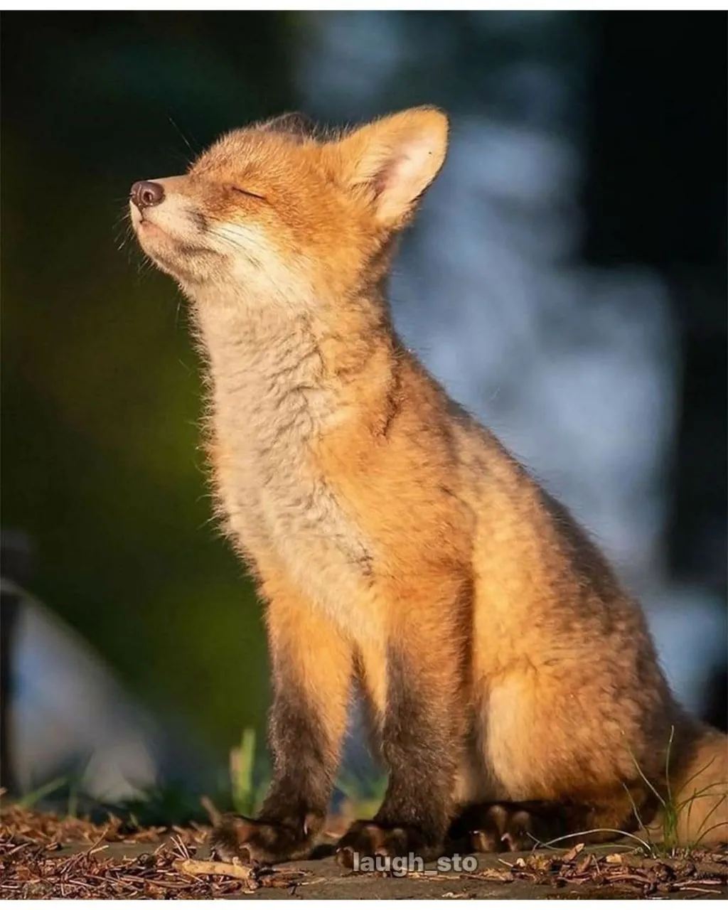 여우가 무덤가에서 자주 출몰하는 이유.jpg | 인스티즈