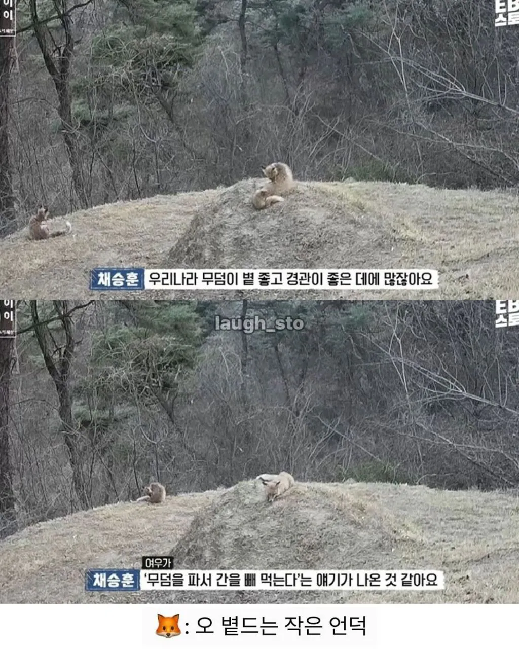 여우가 무덤가에서 자주 출몰하는 이유.jpg | 인스티즈
