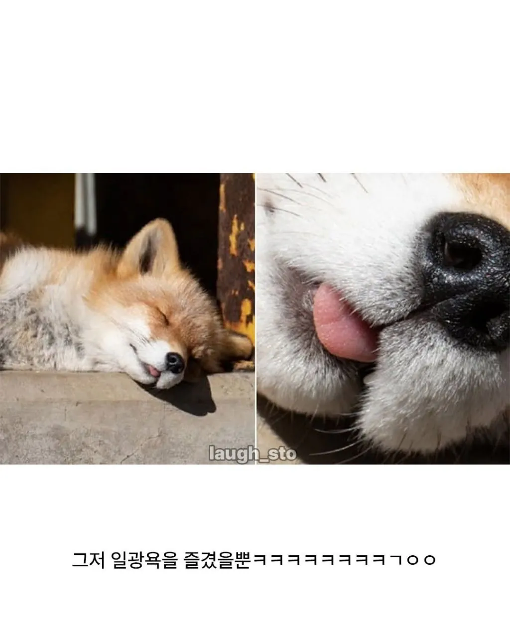 여우가 무덤가에서 자주 출몰하는 이유.jpg | 인스티즈