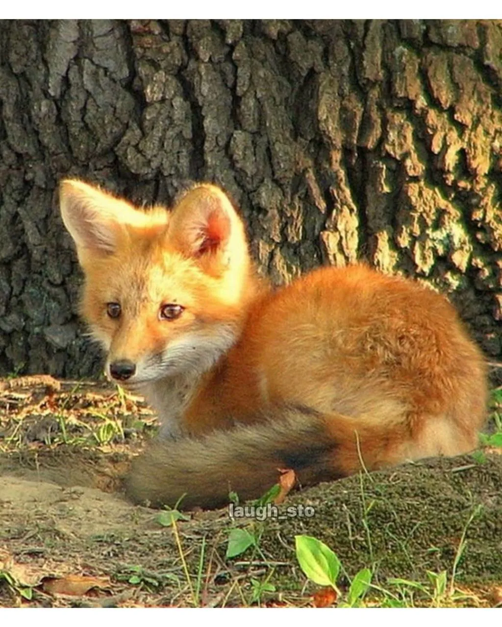 여우가 무덤가에서 자주 출몰하는 이유.jpg | 인스티즈