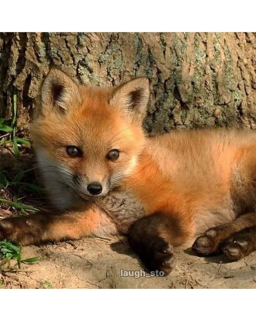 여우가 무덤가에서 자주 출몰하는 이유.jpg | 인스티즈